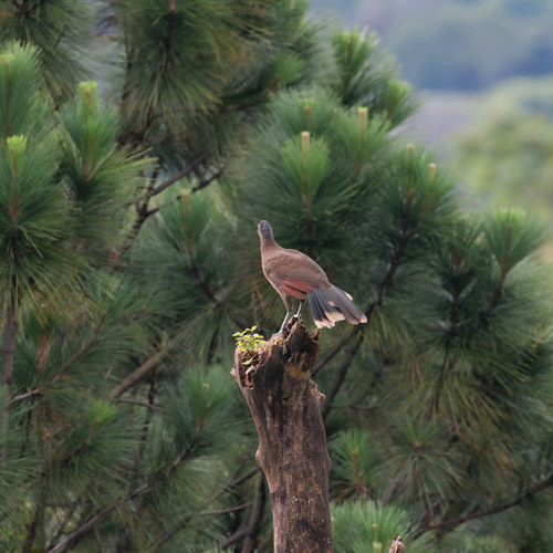 Gray-headed Chachalaca